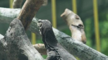 Monitör Kertenkele ağaç dalı üzerine kapatın. Dragon varan hayvan park. Sürüngenler, vahşi doğa. Vahşi hayvan.