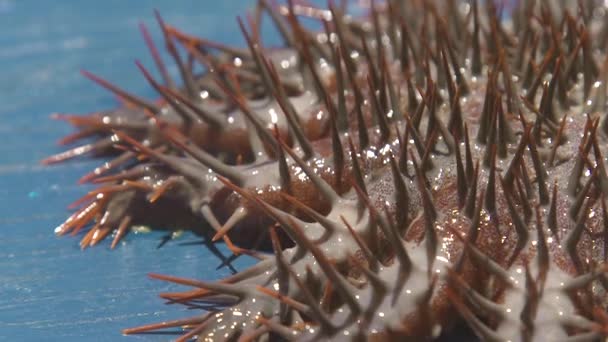 Feche a coroa de espinhos Estrela do mar. Sastar animal subaquático com grandes espinhos capturados da água. Echinodermas animais no mundo subaquático no oceano . — Vídeo de Stock