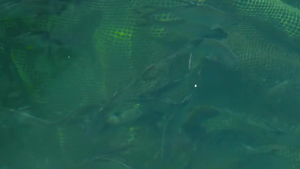 Havsfisk som flyter i vatten på gården. Avel och odling, fiskodling i öppna havet vatten utrymme. — Stockvideo