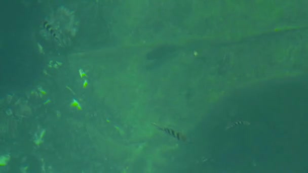 Gele stripedfish zwemmen in bovenaanzicht van de heldere zee. Vis en zee-egels in transparant water. Onderwater dieren in zeewater. — Stockvideo