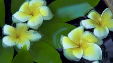 Plumeria ağaç ve yeşil yaprakları su yüzeyinde beyaz çiçekler kapatın. Güzel frangipani çiçekler ve yeşil yaprakları arka plan. Asya ağaçlar ve bitkiler.