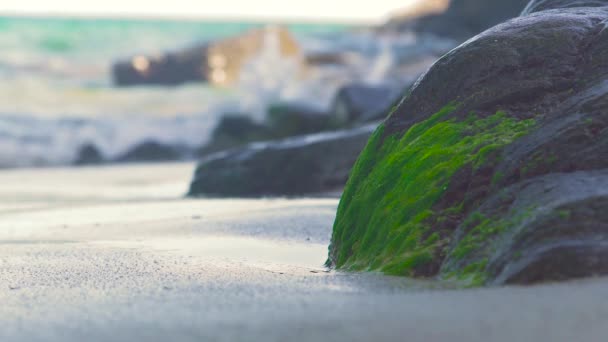 Grande pierre couverte d'algues vertes sur le rivage de la mer et éclaboussures vagues d'eau. Algues mousseuses sur une grande pierre sur fond sablonneux de rivage et de vagues d'eau . — Video