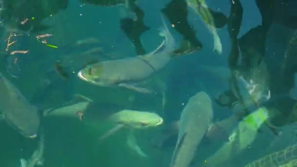 Zeevis drijvend in het water op de boerderij. Fok- en teelt, de visteelt open zee water ruimte. — Stockvideo