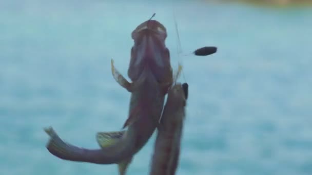 Fångade havsfisk på fiskekrok på blått vatten bakgrund. Närbild av fångad fisk fron havsfiske flyttar på krok — Stockvideo