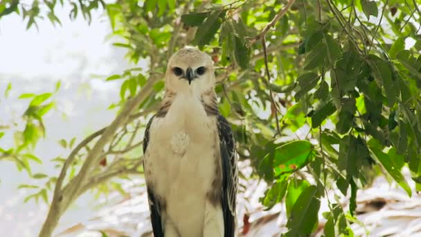 Roofzuchtige vogel snake eagle op zoek naar camera op boomtak en groen gebladerte landschap. Close-up hawk roofvogel in wilde natuur. Ornithologie, birdwatching, zoölogie concept. — Stockvideo