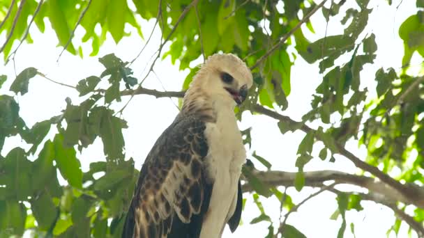 Hawk Roofvogel slang adelaar op groene boomtak close-up. Roofzuchtige vogels uit wilde natuur. Ornithologie, birdwatching, zoölogie concept. — Stockvideo