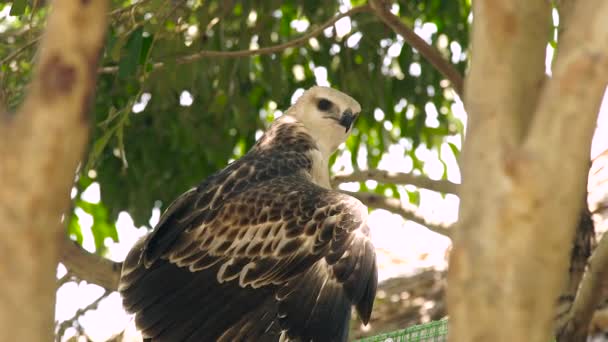 Close Hawk Bird Prey Snake Eagle Green Tree Branch Predatory — Stock Video