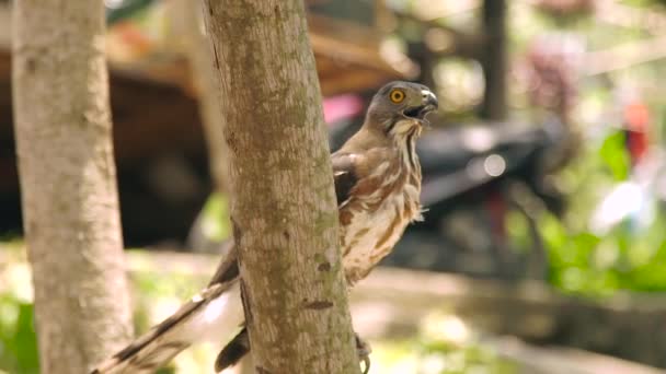 Feche o pássaro do falcão de rapina com a boca aberta no ramo de árvore. Pássaro predatório na natureza selvagem. Ornitologia, observação de aves, conceito de zoologia . — Vídeo de Stock