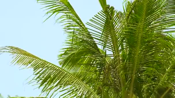 Ветви зеленой пальмы машут на ветру на летнем пляже на голубом небе пейзажа. Зеленые пальмы на ясном фоне неба . — стоковое видео