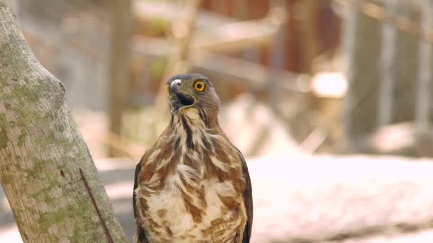 Zblízka dravce falcon na větev stromu. Dravých ptáků ve volné přírodě. Ornitologie, pozorování ptáků, zoologie koncept. — Stock video