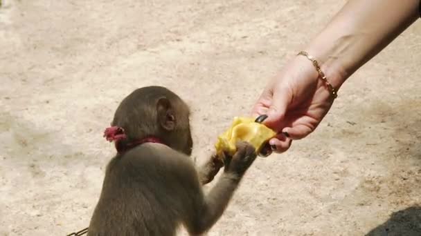 Scimmietta che mangia da mano femminile in allevamento da vicino. Mano della donna che alimenta la scimmia carina dalla frutta nella scuola materna animale . — Video Stock