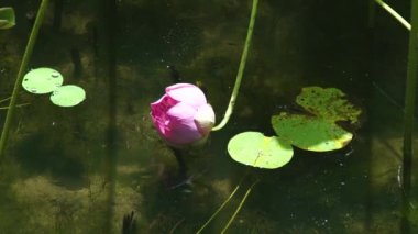 Havuzda su yüzeyinde pembe çiçek açan lotus çiçeği. Göl kenarında güzel Nilüfer çiçek.