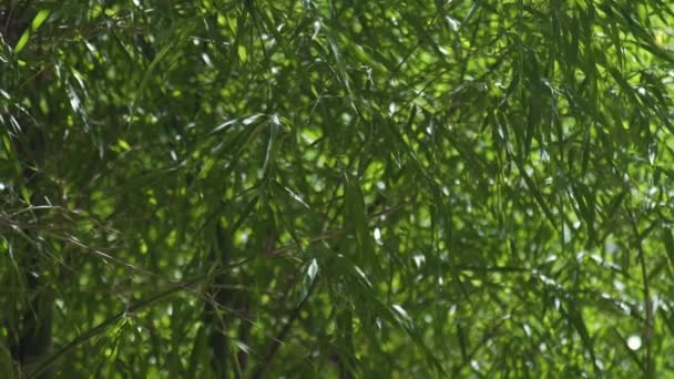 Groene bamboe gebladerte zwaaien op wind in tropisch woud. Close-up van bladeren van groene bamboe boom. — Stockvideo