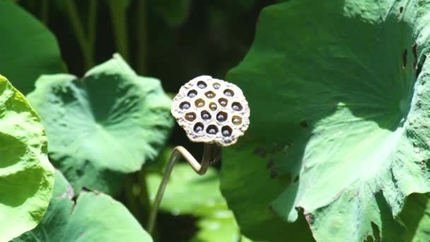 Graines en fleur de lotus sur l'eau de l'étang. Belle fleur de nénuphar avec des graines sur le lac . — Video