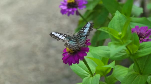 Nahaufnahme Schmetterling bestäubt Sommerblumen im blühenden Garten. Schmetterling sammelt Nektar auf Sommerblumen im Blumenbeet. — Stockvideo