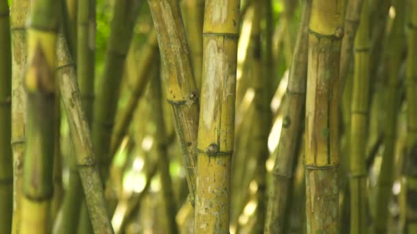 Zelený stonek bambusu v lese džungle. Detailní záběr zelené kmen stromu cukrové třtiny v tropických deštných pralesů.