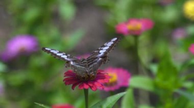 Yaz bahçede çiçek açan çiçek pollinating kelebek. Nektar çiçek çiçek yatak yaz Park toplama kelebek kadar kapatın.