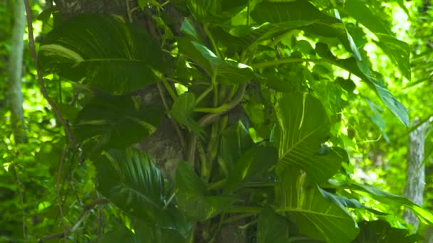 Feuillage vert grimpant plantes et liane sur tronc arbre tropical dans la forêt tropicale. Fond feuillage vert jungle plante et arbres dans la forêt tropicale . — Video