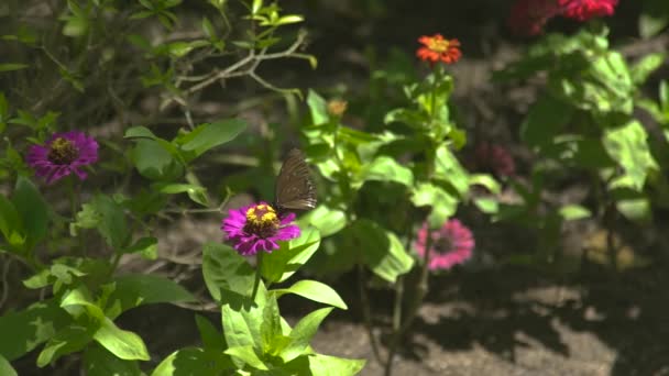 Vlinder bestuivende bloeiende bloemen in de zomertuin. Vlinder verzamelen van nectar zomerbloemen in bloei weide. — Stockvideo