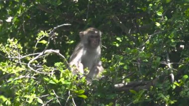 Ağaç dalı yeşil orman içinde oturan sevimli maymun. Yağmur ormanlarında tropikal ağacının dalını maymun kapatın. Doğada vahşi hayvan.