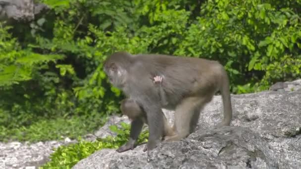 Närbild av mor apa med baby i gröna skogen djungeln. Familj av apor med unga ungar i naturreservat. Vilda djur och natur. — Stockvideo