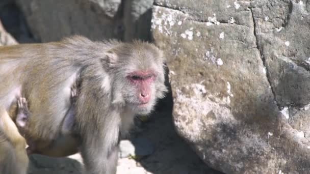 Mãe macaco com bebê em fundo pedregoso. Feche macacos com filhotes jovens na reserva natural. Animais selvagens e natureza . — Vídeo de Stock