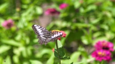 Nektar çiçek çiçeklenme yaz bahçede toplama kelebek kapatın. Kelebek çiçek açan çiçek yatak yaz Park tozlaşmayı.
