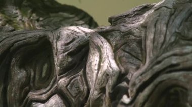 Ahşap yapı kabuğu eski ağaç gövdesi ve balık gölet su kapatın. Ağaç kabuğu doku ve Bahçe balık su birikintisi arka plan ile ahşap yüzey.