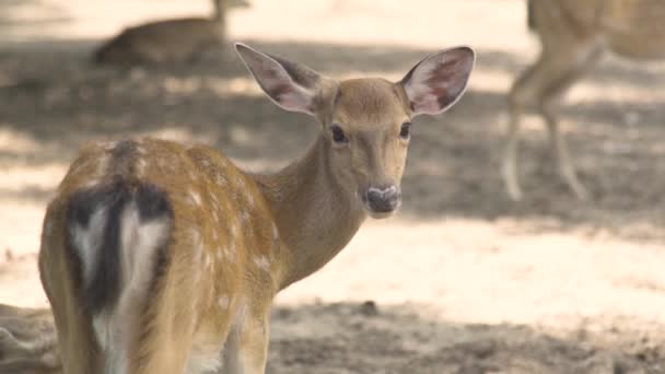 Lindo ciervo de barbecho manchado mirando a la cámara en el parque de animales. Cierra la cola y cruza ciervos sika. Fauna silvestre en reserva natural . — Vídeo de stock