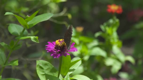 Feche acima a borboleta que coleta o pólen em flores de verão no jardim flowering. Borboleta polinizando flores no prado florescendo no dia de verão . — Vídeo de Stock