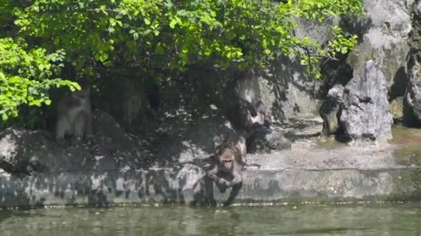 Monos relajándose cerca del agua del estanque y comiendo alimento. Monos descansando en la orilla del lago en un vivero de animales. Animales salvajes y naturaleza . — Vídeo de stock