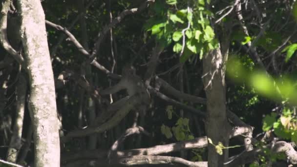 Wilder Affe auf einem Ast im grünen Tropenwald. Nahaufnahme Affe sitzt auf Zweig eines tropischen Baumes im Regenwald. Wildtier in der Natur. — Stockvideo