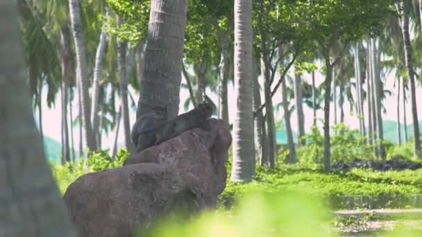 Mono acostado en piedra y palmera en el verde paisaje del bosque tropical. De cerca pareja de monos relajarse en el bosque de palmeras. Animales salvajes en la naturaleza . — Vídeo de stock