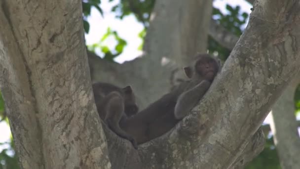 Pareja de monos acostados en una rama de árbol en un bosque tropical verde. Cerca de monos descansando en el árbol en la selva tropical en la selva. Animales salvajes en la naturaleza . — Vídeo de stock