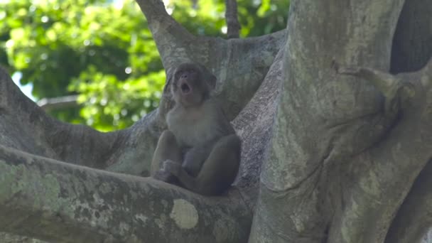 可爱的猴子在绿色森林的树枝上打哈欠。关闭在热带雨林中的热带树枝上打哈欠的猴子。自然界中的野生动物. — 图库视频影像