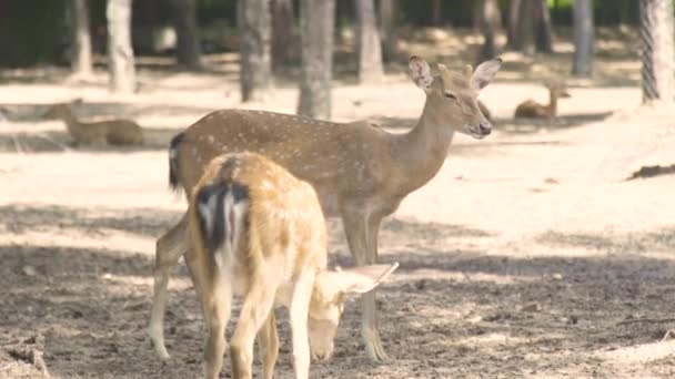 動物公園で斑点を付けられたダマジカをクローズ アップ。かわいいエゾシカ。自然保護区で野生の森林動物. — ストック動画