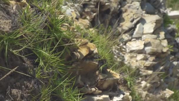 Groene planten groeien op stenen van berg klif. Close-up van steenachtige textuur van de rotsachtige klip en groene planten in berglandschap. — Stockvideo