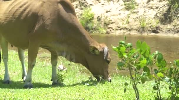 Krowa jedzenie zielona trawa na letnie pastwiska na brzegu rzeki. Beżowy krowy pasące się na zielonej łące na wybrzeżu rzeki i jedzenie świeże trawy. — Wideo stockowe