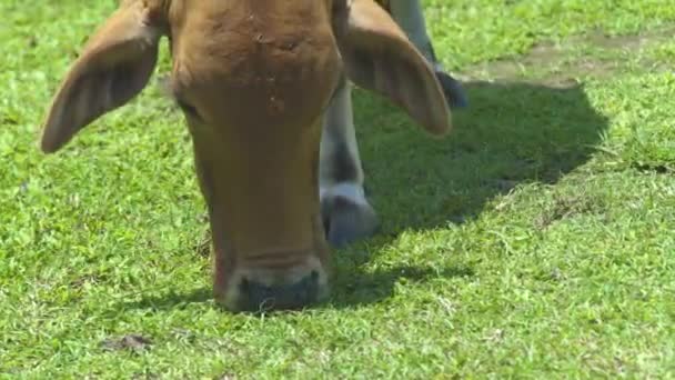 Голова корови їсть зелену траву на літньому пасовищі на худоби. Крупним планом молочна корова випасує на сільськогосподарському лузі і їсть свіжу траву . — стокове відео