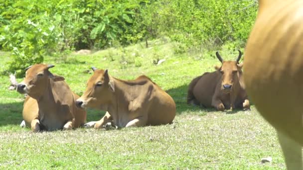 Herd of cows and bulls lying on green grass on summer pasture. Cows relaxing on farming field in livestock pasture at summer day. — Stock Video