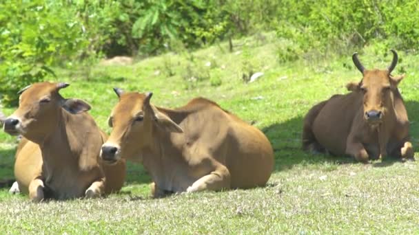 Vacas y toros tendidos en el prado verde en los pastos de verano. Rebaño de vacas descansando en el campo verde en el ganado agrícola en el día de verano . — Vídeos de Stock