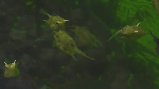 Mucca Pesce Giallo Che Nuota Acqua Nella Fattoria Pesca Allevamento — Video Stock