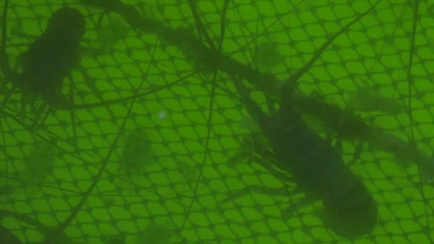 Langosta espinosa nadando en el agua en la granja de pesca. Cría y cultivo de langosta rocosa, cangrejos de río, cangrejos de río en la granja de pesca en el espacio de aguas abiertas . — Vídeo de stock