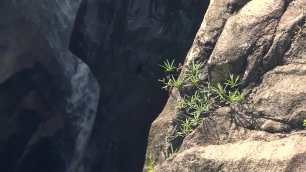 Planta verde sobre piedras en bosque de montaña y cascada sobre fondo. Río pedregoso y arroyo de agua de cascada que cae en el lago de montaña en la selva tropical . — Vídeo de stock