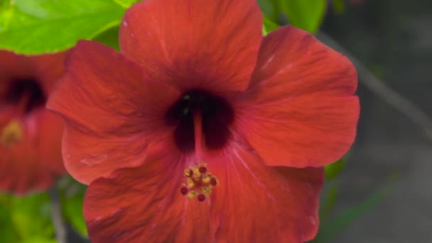 Piros, floweing hibiscus nyári kertben. Közelről, virágzó piros Hibiszkusz virág. Trópusi virágok és növények esőerdők. — Stock videók