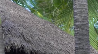 Çatı yaz bungalov ve deniz plaj yeşil palmiye ağaçlarının. Palm tropikal ormanda thatched çatı bungalov ve yeşil dallar. Kulübe Yazlık deniz Adası.