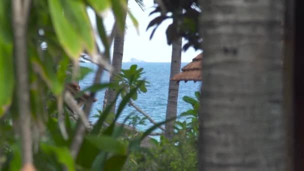 Mar azul, palmeras en la playa de verano, verde paisaje de plantas tropicales. Palmeras tropicales y plantas verdes en la orilla azul del mar y el cielo . — Vídeo de stock