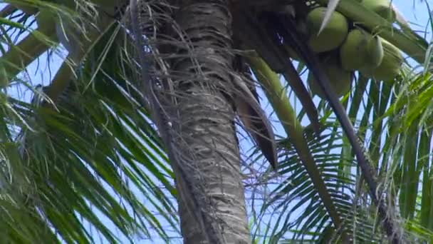 Las nueces de coco en la palmera de coco se cierran. Palmera verde en bosque tropical sobre fondo azul del cielo . — Vídeos de Stock