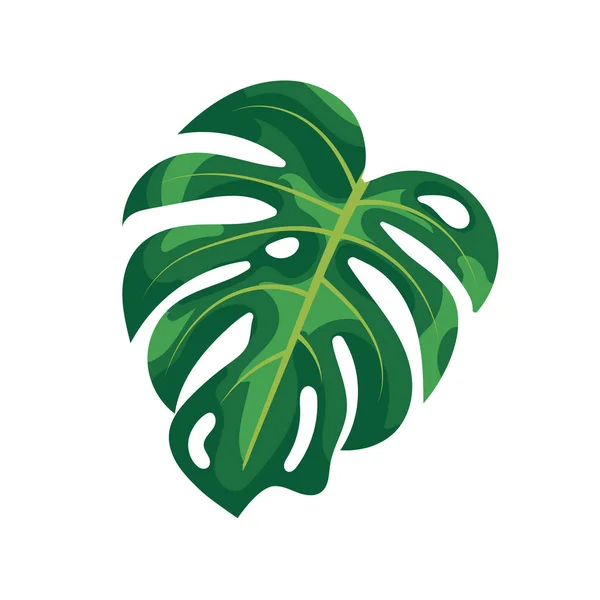 La palma tropical deja a la monstera aislada sobre fondo blanco. Follaje verde del árbol de la monstera tropical sobre fondo blanco. Plantas de la selva tropical natural y planta de interior, jardín exótico de verano . — Vector de stock