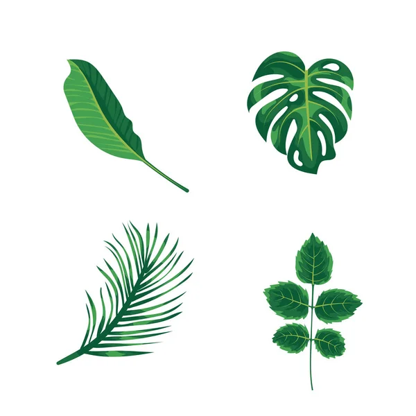 Zelené listy tropical palm, rostliny a stromy, izolované na bílém pozadí. Zelené listí exotických monstera strom, kokosových palem a deštný prales rostlin. Pokojová rostlina a letní zahrádka. — Stockový vektor